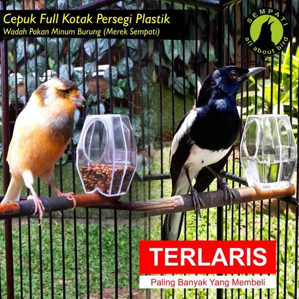 Cepuk Pakan/Minum Kotak Transparan Sempati – Anti Tumpah