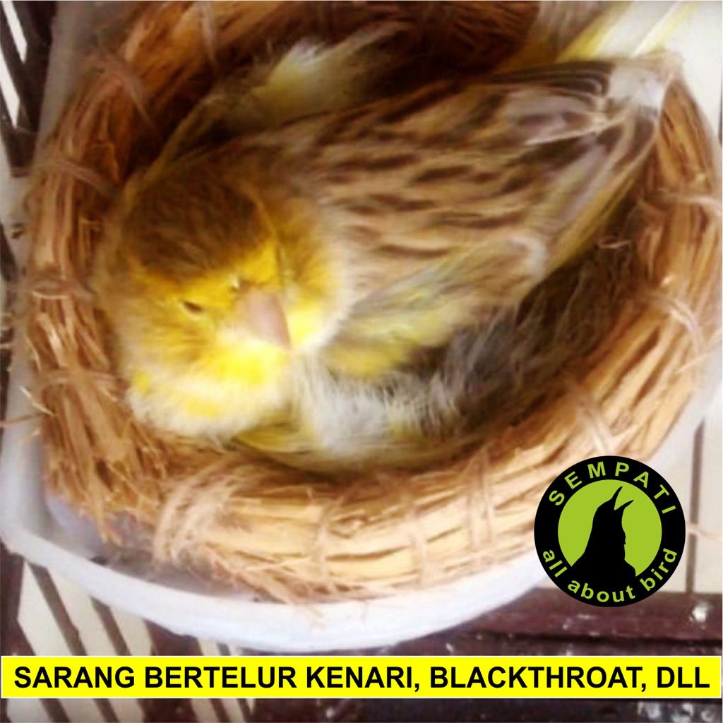 Sarang Jerami (Tarangan) Kecil – Kenari, Finch, Anis - Gambar 4