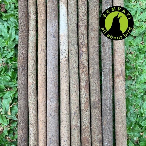 Tangkringan Kayu Asem Bali Panjang 60–70 cm – Grade A - Gambar 3