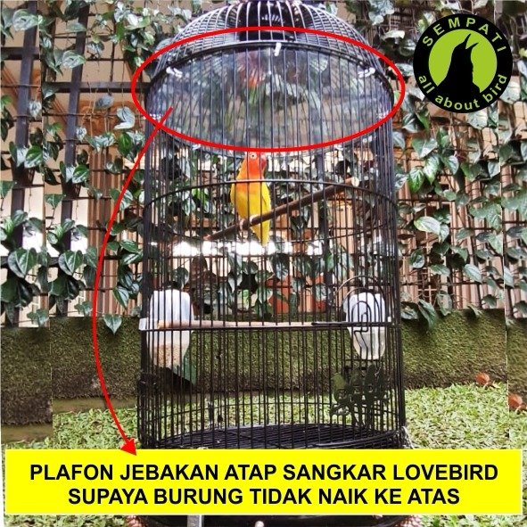 Jebakan Atap Sangkar Lovebird Akrilik Jala - Gambar 3